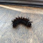 Buck moth caterpillar