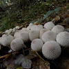 Common puffball