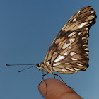 Juno Silverspot, Juno Longwing, or Juno Heliconian