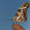 Juno Silverspot, Juno Longwing, or Juno Heliconian