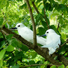 White tern / Fairy Tern