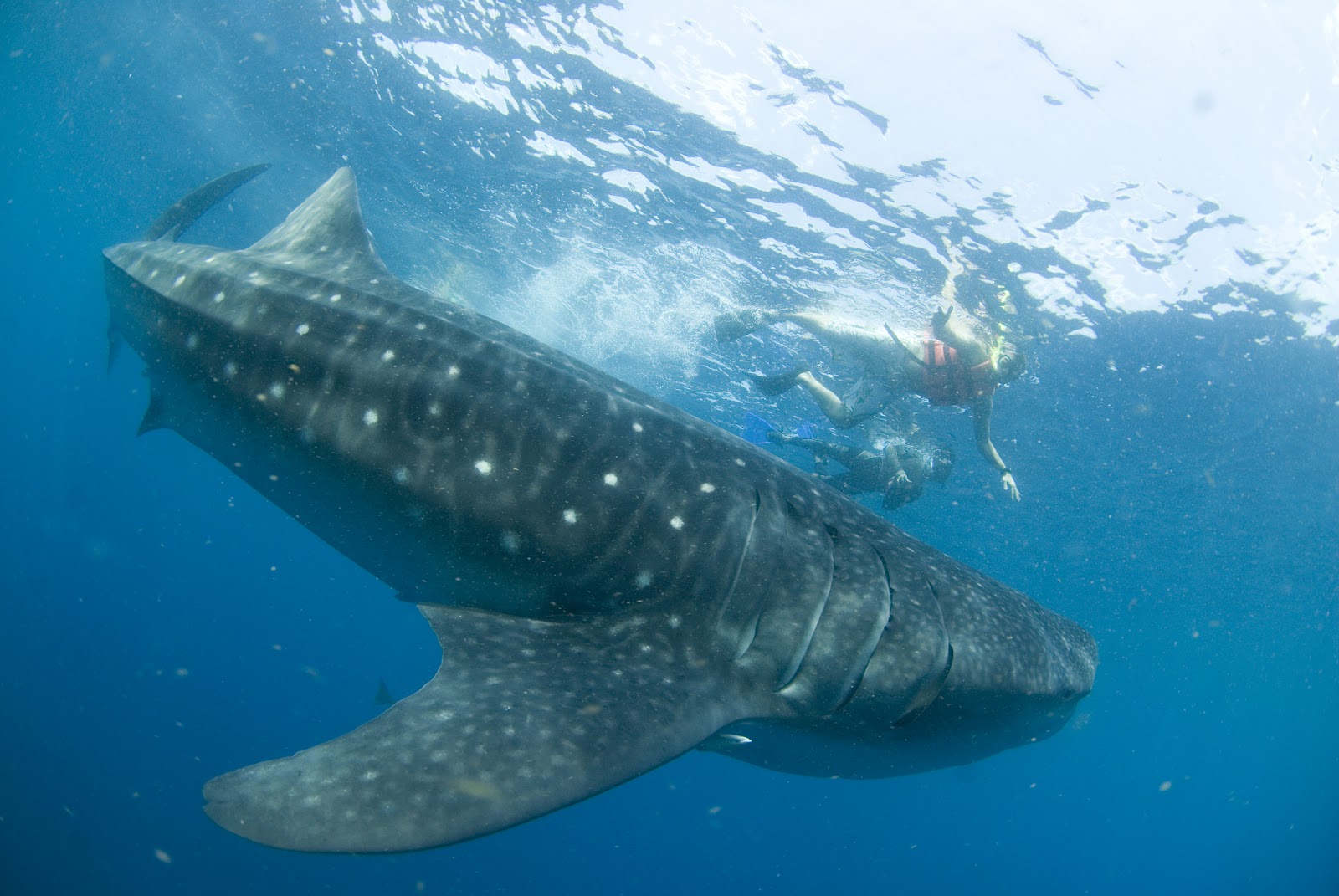 Swim with whale sharks in Mexico, EcoColors, Marktur DMC