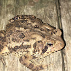 Eastern American Toad