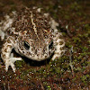 Natterjack Toad