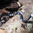 Gunther's Philippine shrub snake