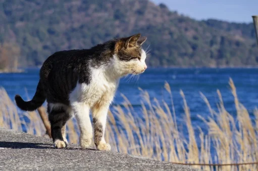 「動物が喋ることができるなら」のメインビジュアル