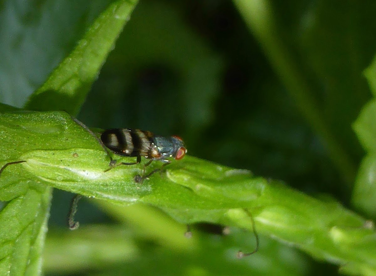 Picture-winged Fly