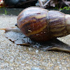 Giant African Land Snail