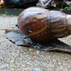 Giant African Land Snail