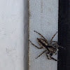 Gray Wall Jumper