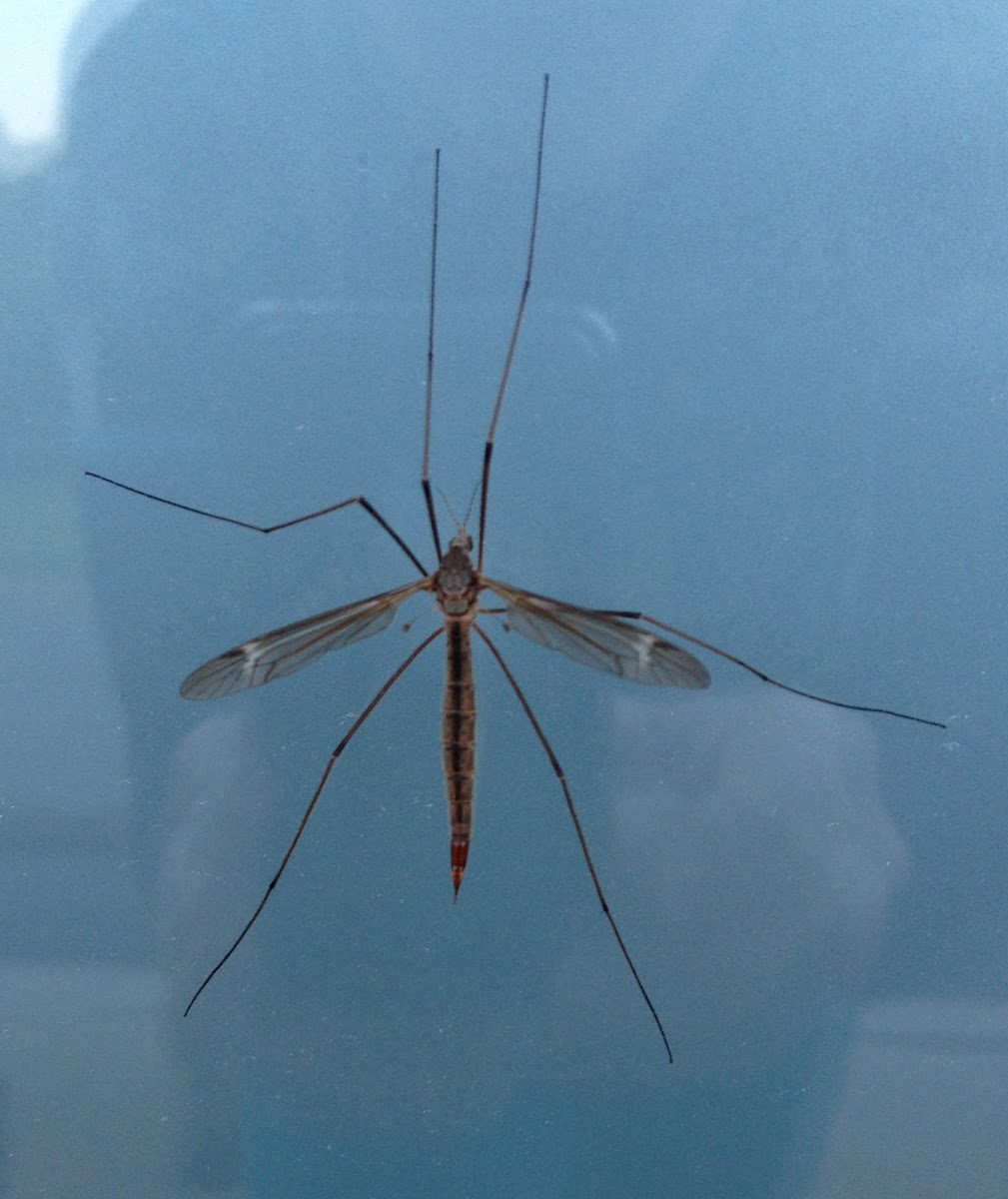 Unknown Crane Fly