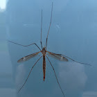 Unknown Crane Fly