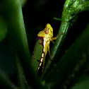 Leafhopper