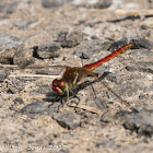 Red-veined Darter