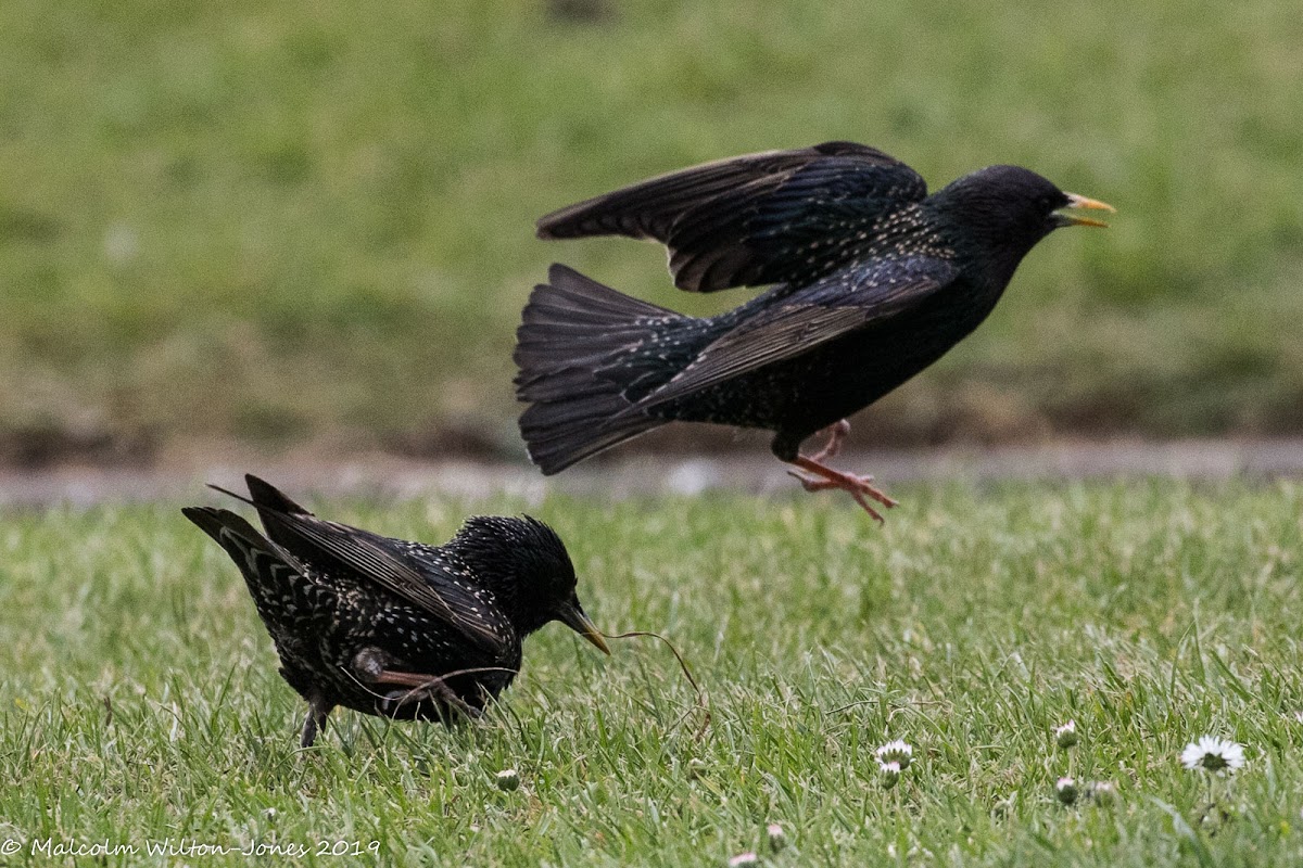 Starling