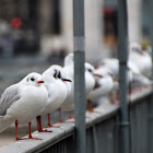 Black-headed Gull