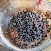 Thumbnail For Stirring In Chocolate Chips.