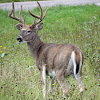 White-tailed Deer