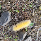 Yellow Woolly Bear