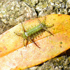 Stinging Nettle Slug Caterpillar (Cup Moth)