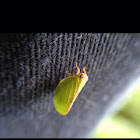 Two-striped Planthopper