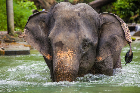 Asian Elephant Wallpaper Hd 娛樂推薦 速報app