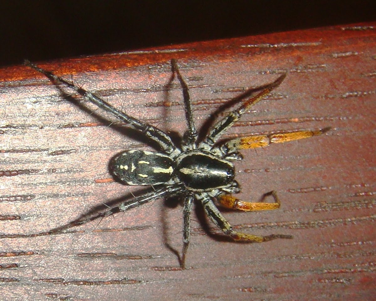 Australian Ground Spider