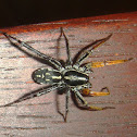 Australian Ground Spider