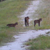 Florida Wild Bobcat