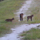 Florida Wild Bobcat