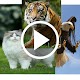 Animal Video Live Wallpapers Download on Windows