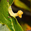 Leaf Gall