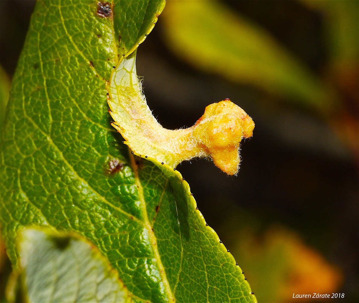 Leaf Gall