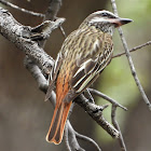 Sulphur-bellied flycatcher