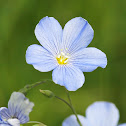 Blue flax