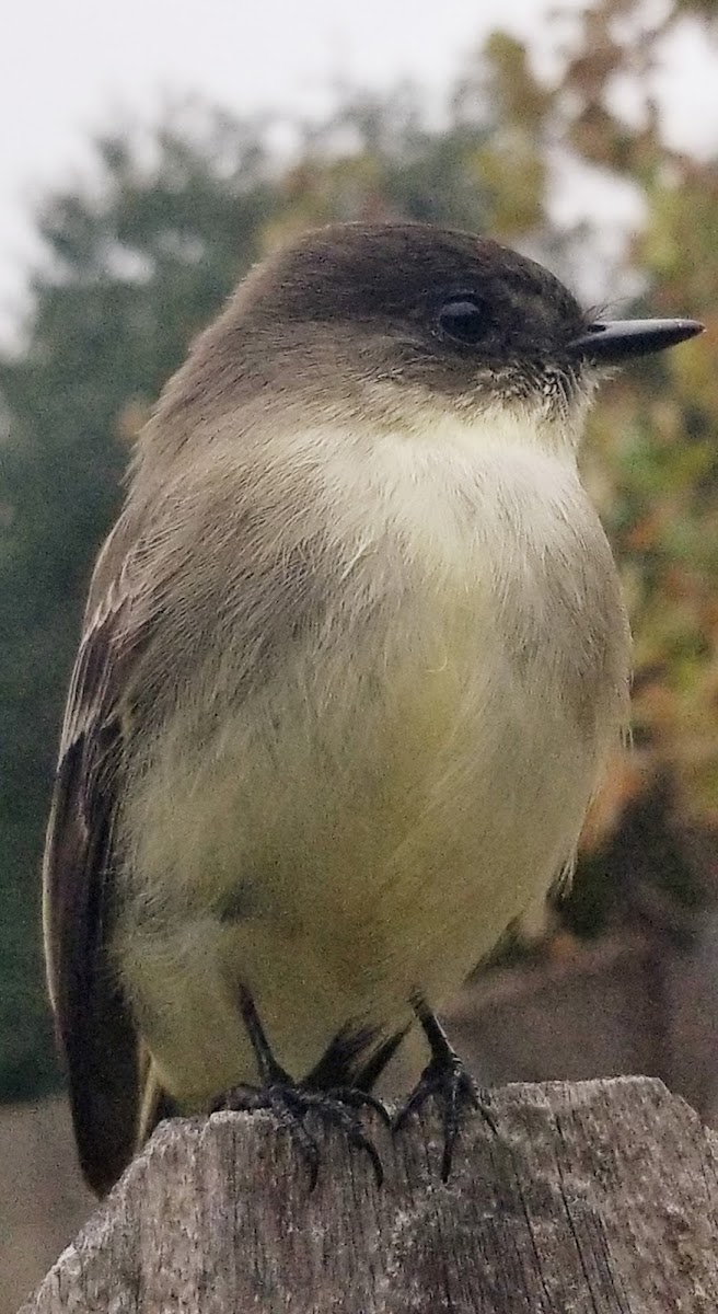 Eastern phoebe