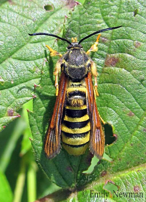 Raspberry Crown Borer Moth