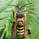 Raspberry Crown Borer Moth