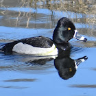 Ring-necked Duck