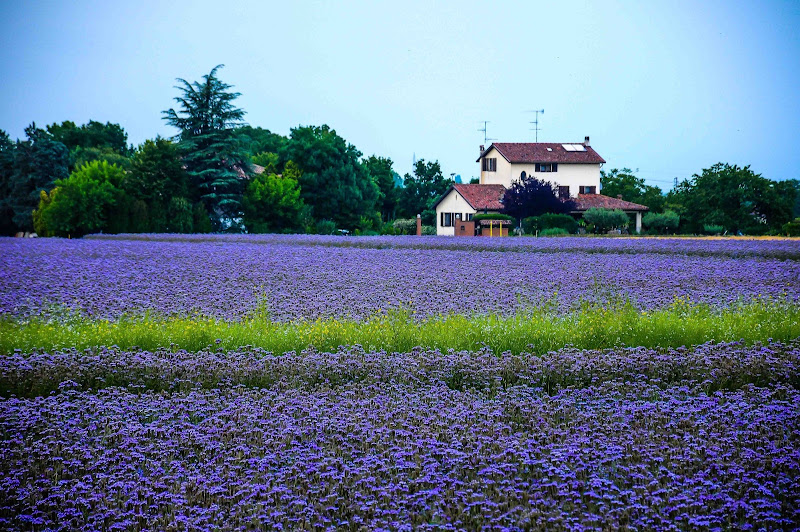 colori di Provenza alle porte di Bologna di domenicolobinaphoto