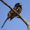 Spotted Towhee