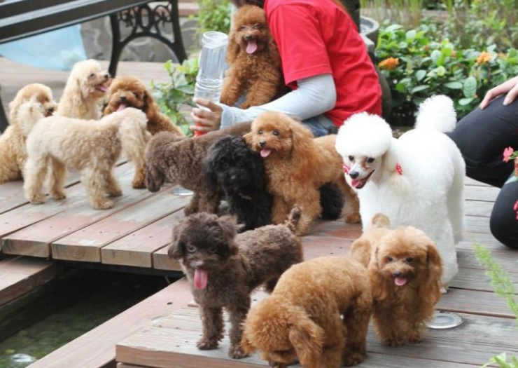 Những chú chó poodle vui vẻ, dễ thương