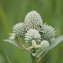 rattlesnake master