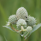 rattlesnake master