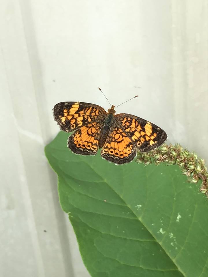 Pearl Crescent Butterfly