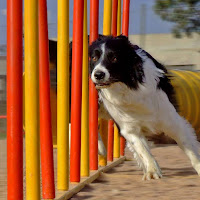 Agility Dog di 