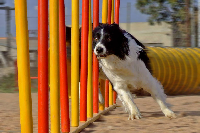 Agility Dog di fast.dp