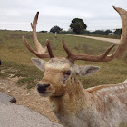 Fallow Deer