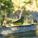 Purple-throated Euphonia