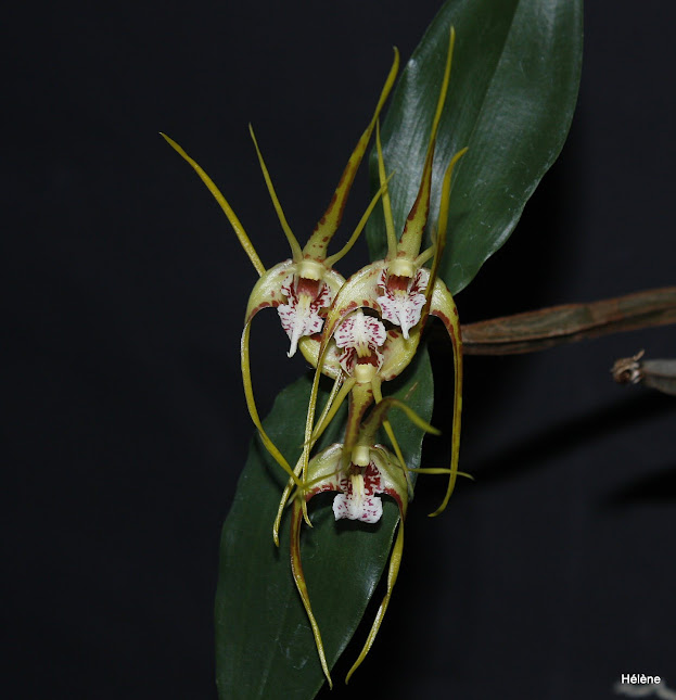 Dendrobium tetragonum subsp. giganteum - Page 2 KGZOvdUpPXE-WdEGG6ks_F6SZv8SFPU8BihITQ_1_SFZ1RIzC2dja26gnc4q0UBDPYy3G2AlZYj4CSQxPdy8ySCwIIu_4zpWZZIoB_y9ExvWSPcvPh-EMcqqXgPmx5nQ-bE_401Qlfa7hcNYboPpW6Zm1vfQXA_opvh9BGcoeVddHSRo6sPhqymNtfRAKKqexcus4ehmG033t27cxT7tdk3kqlGlQdPsV5kGUMjnYcQn_XNEUwulq67rhwrBj9PIUbL_SDGjazoj8wyLfBEFMOFdjodJvwnOTV_39DiiLddkByB20ZM03V67Emqx5MOhltsMoBOmkVqpyd01bP7wy-H-Wv9Es4RpE4l5xLrRyauiXZLFmApUWiOIK0uJXd2LOX3VMKEOiJHi-ugUqv4Tb4fkUXXHbsMD2EHm5E4dNJTMlMtRIDrSg_ZRbZtgYfmnm8Jh1YaCncQ2sBKId2gNXkAiLf_-pWIoZcRwtlQLARnHVtONSlj0Ua42v5zPpeCJo20hm_qV2h8ydd-INpb3vHdV-6h2LSIdkERr63WRVVjNOjWbbY-4NFBtlVp-gzQSBNwUDg=w623-h645-no